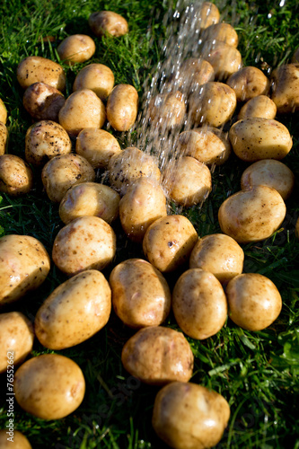 washing fresh potatoes