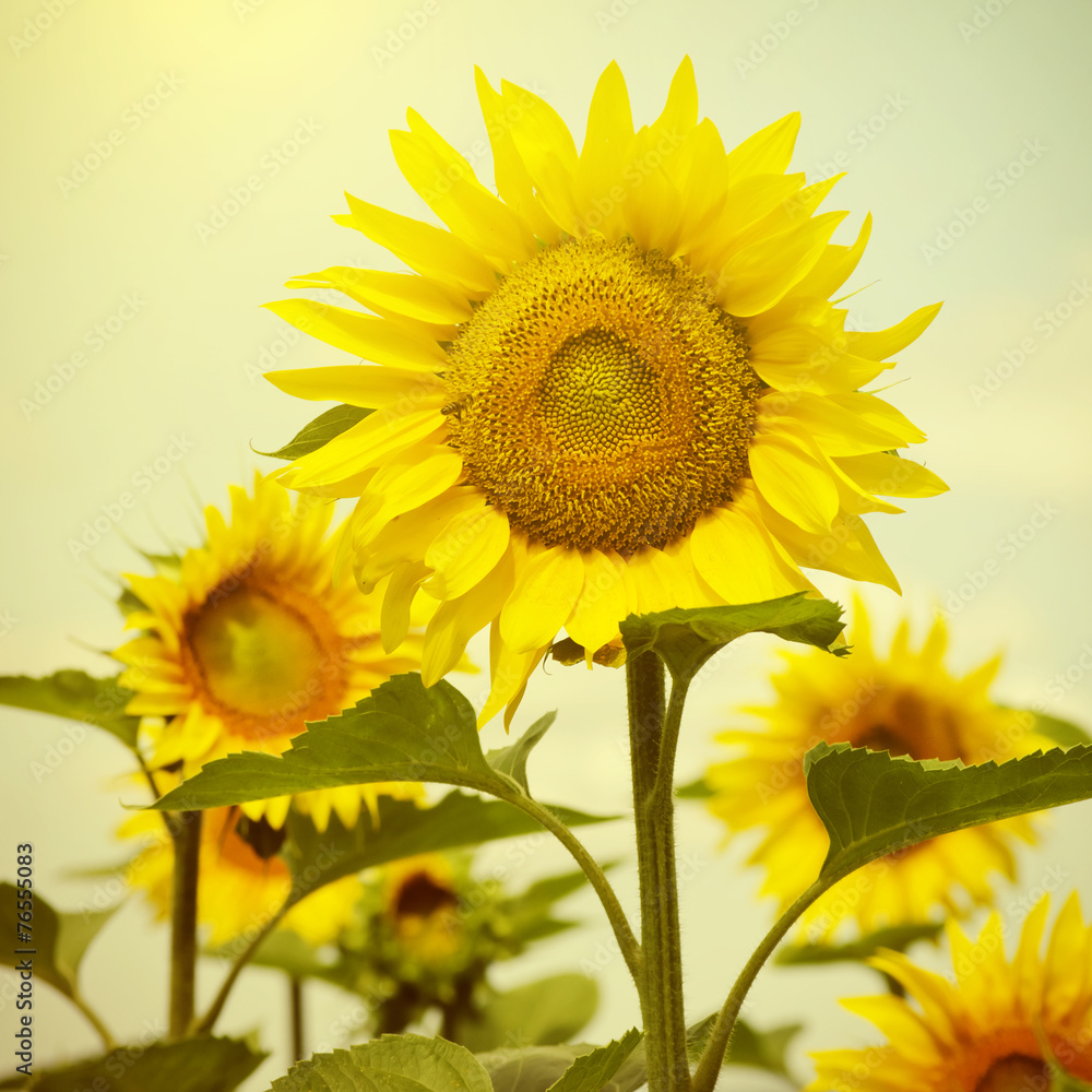 Fototapeta premium Yellow Sunflower