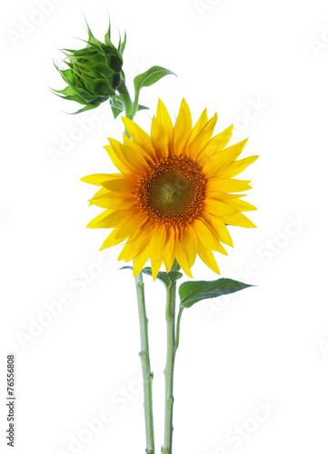 Fototapeta Naklejka Na Ścianę i Meble -  Sunflower  isolated on a white background