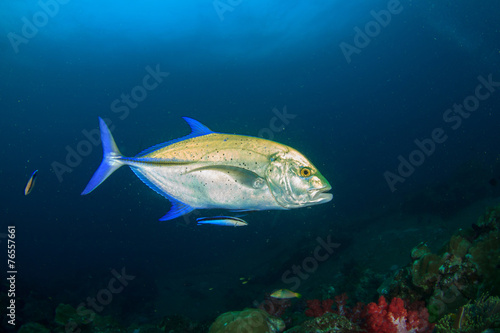 Bluefin Trevally fish photo