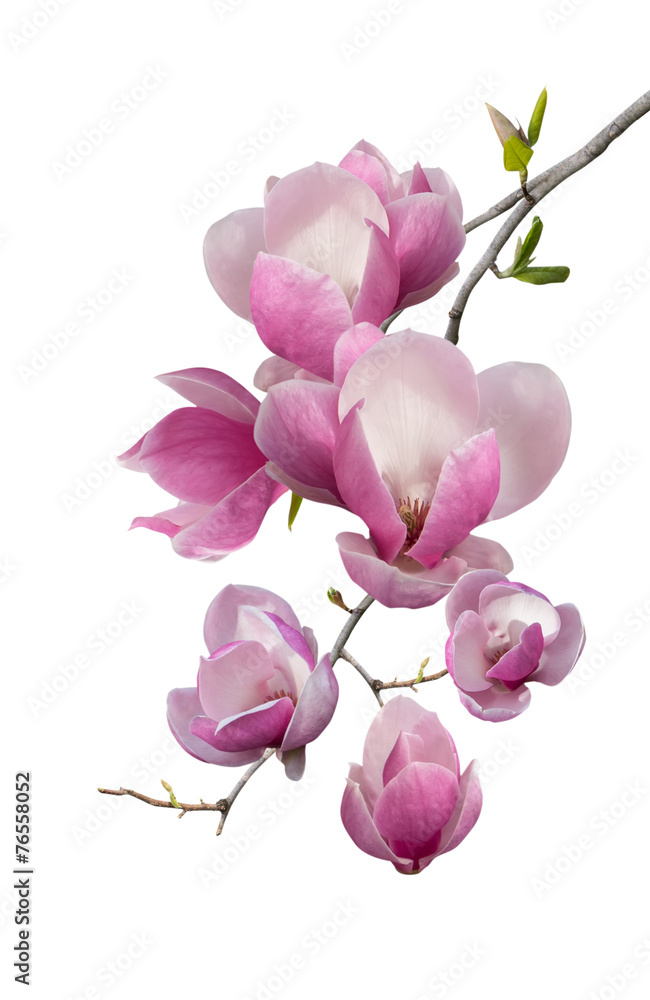 Naklejka premium Flowering branch of magnolia