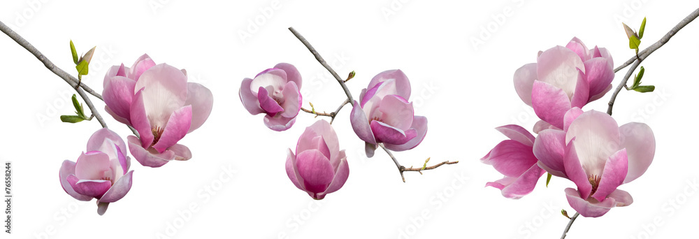 Naklejka premium branches blooming magnolia isolated