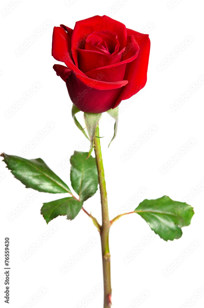 Obraz premium beautiful red rose isolated on white background