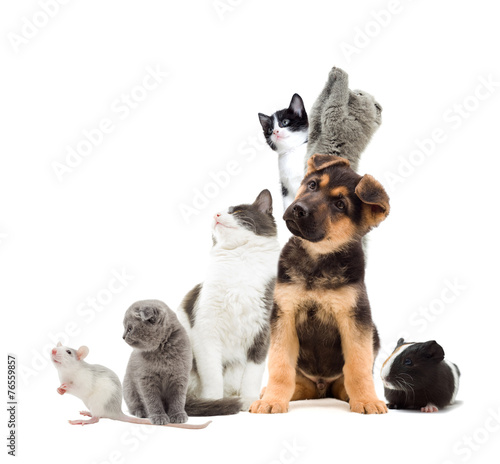 Pets  looking