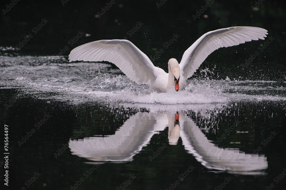 Fototapeta premium Cigno in volo 13