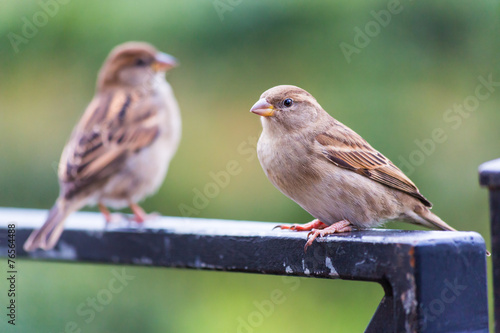 Little bird - Sparrow