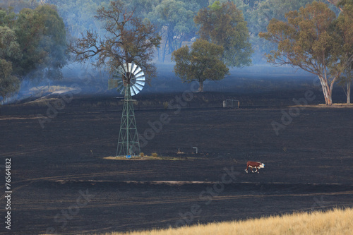 Lone Cow at Bushfire Aftermath