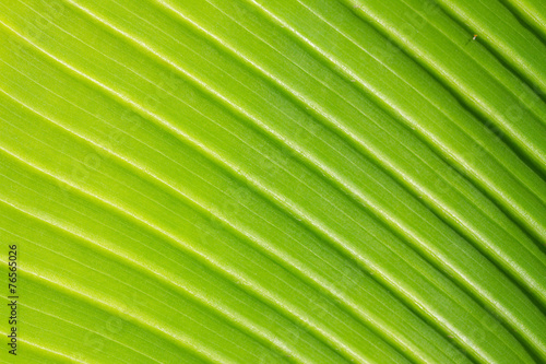 green leaf