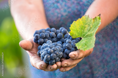 Φωτογραφία Close up of the hands of a vintner or grape farmer inspecting