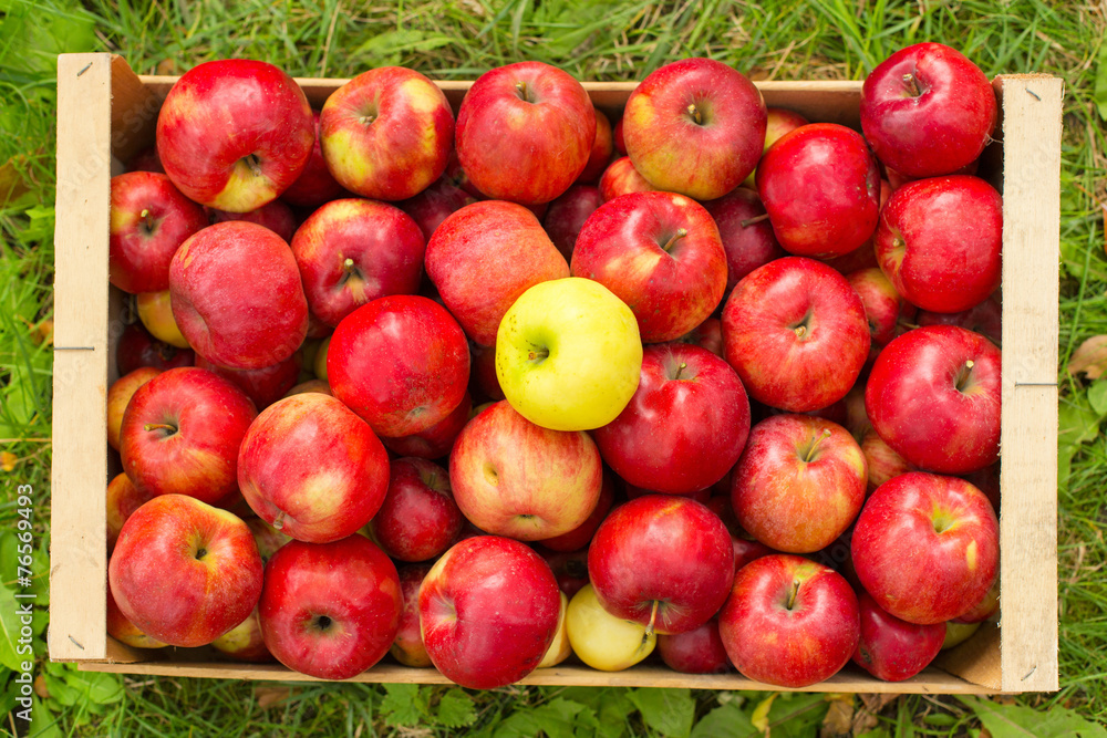 photo of freshly picked red apples in a wooden crate on grass in photo of freshly picked red apples in a wooden crate on grass in