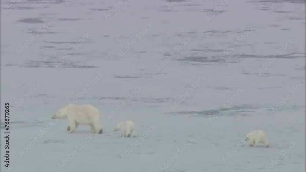 Polar Bears Scavenging Norway Polar Polar Bears Scavenging Norway Polar