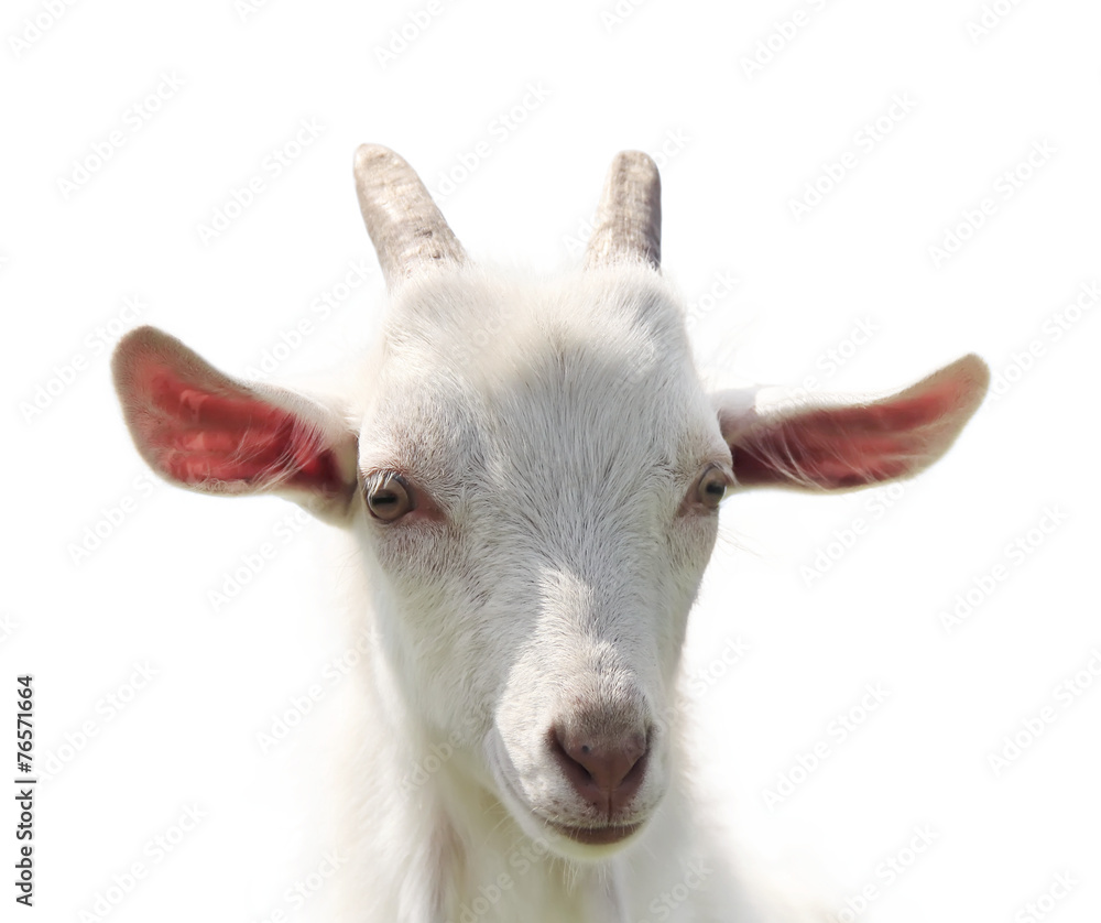 Goat Goat