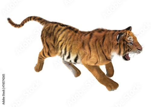 Fototapeta Naklejka Na Ścianę i Meble -  Trotting Tiger