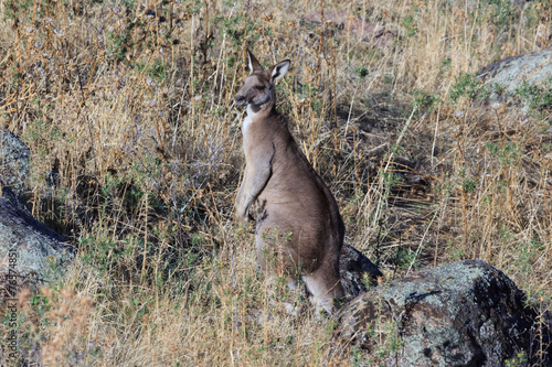 Fototapeta Naklejka Na Ścianę i Meble -  Eastern Grey Kangaroo