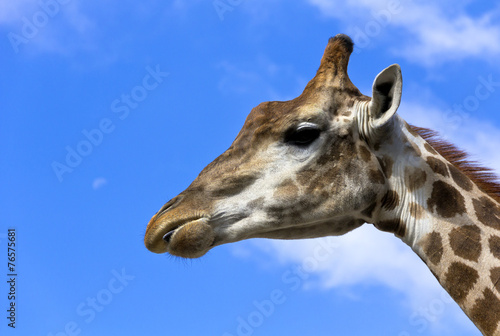 Portrait of a giraffe.