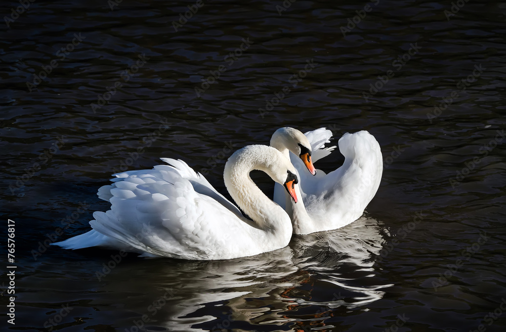 Fototapeta premium Swan love