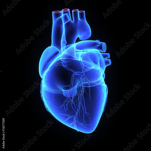 Human heart photo