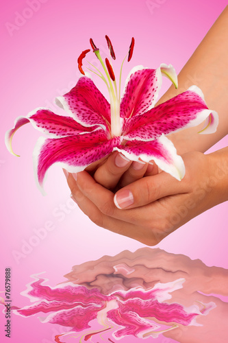 Pink flower in hands on a pink background