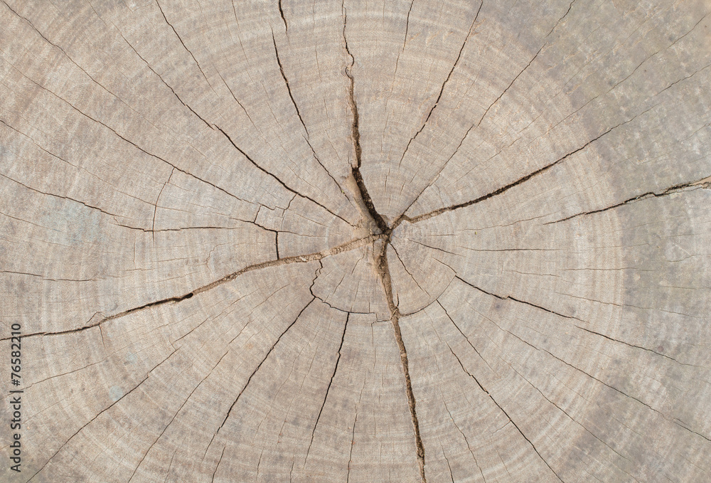 Fototapeta premium tree stumps and felled forest deforestation