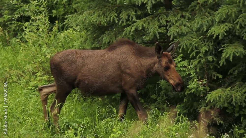 Alaska Animals River Trees Alaska Animals River Trees