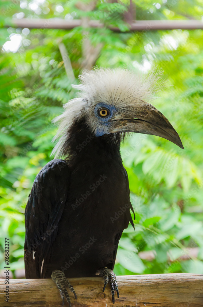Close up of White Crowned Hornbill