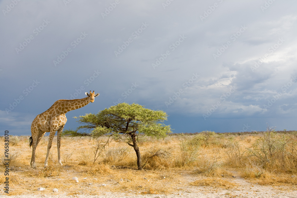 Fototapeta premium giraffe in Etosha