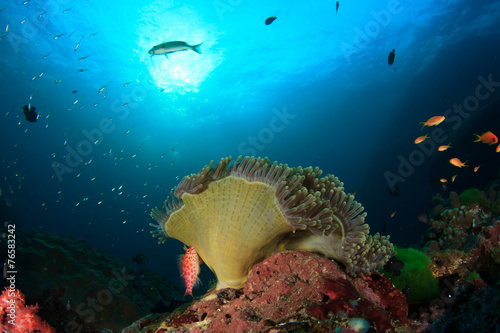 Fototapeta Naklejka Na Ścianę i Meble -  Skunk Anemonefish (Clownfish) and Anemone