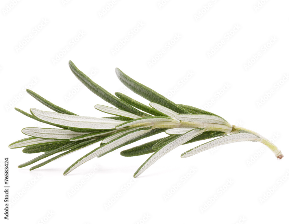 Fototapeta premium rosemary herb spice leaves isolated on white background cutout