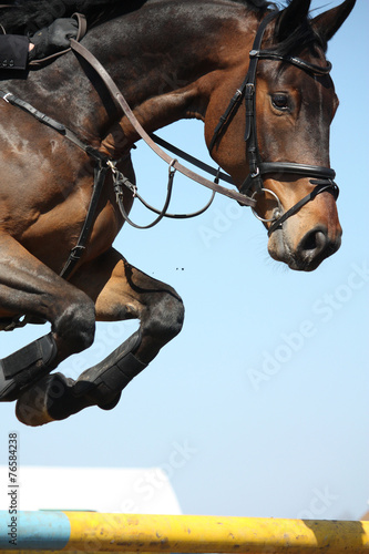 Close up of show jumping horse
