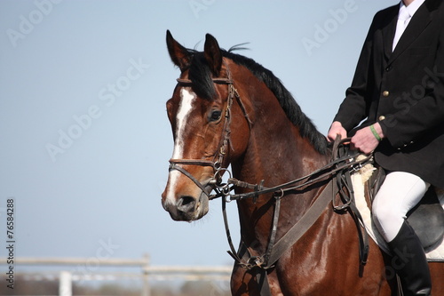 Brown horse portrait during horse show © virgonira
