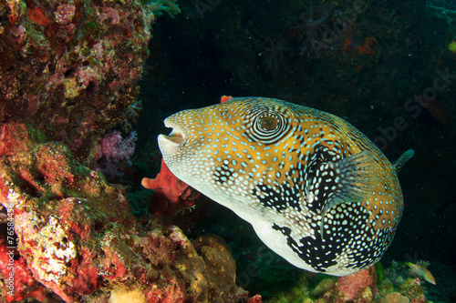 Pufferfish © Richard Carey