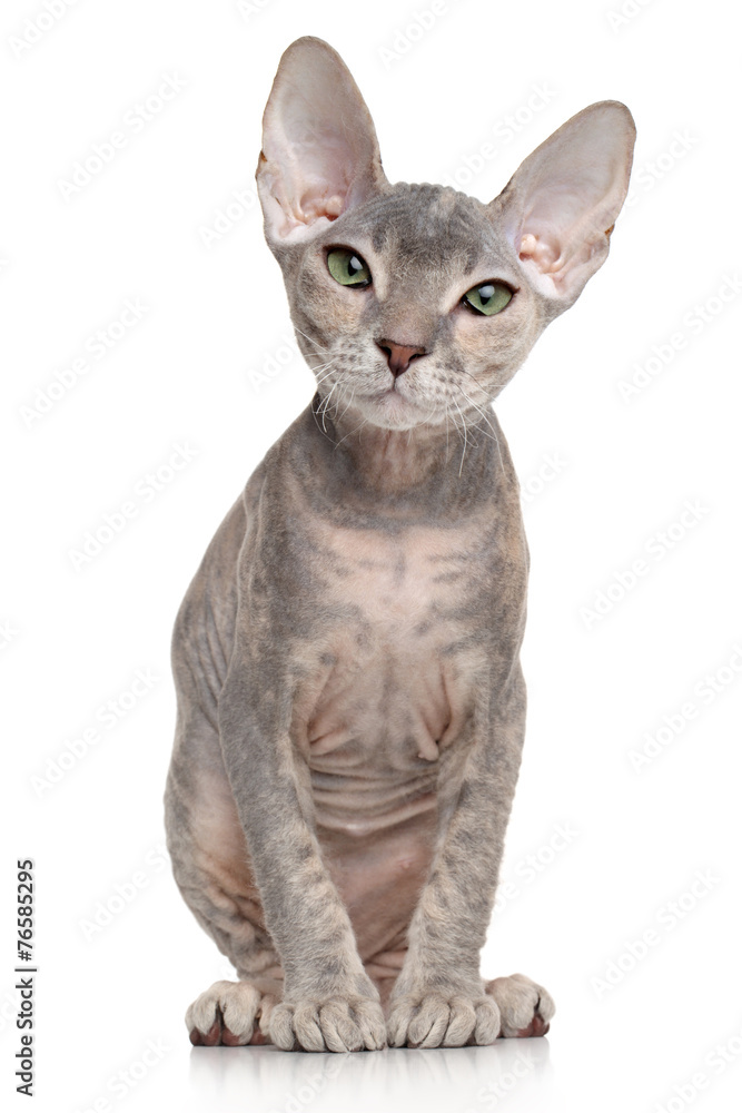 Don sphynx kitten on white background Don sphynx kitten on white background