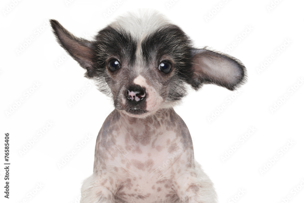 Chinese crested puppy