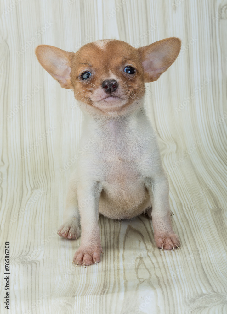 Chihuahua Chihuahua