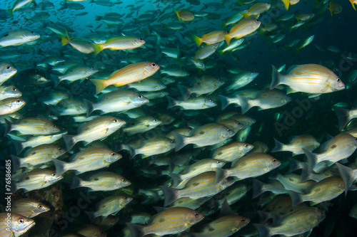 School Snapper Fish underwater in ocean