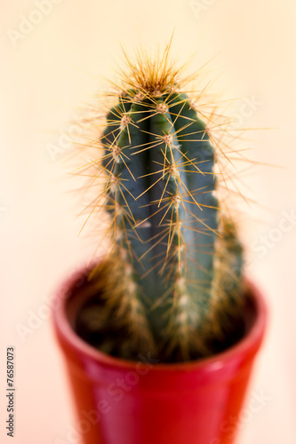 Cactus plant with thorns