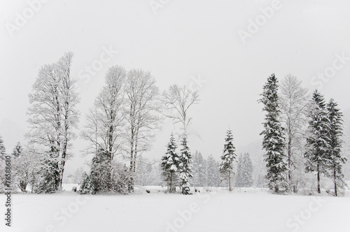 idyllic winter landscape