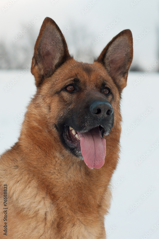 Portrait of a German Shepherd in Winter