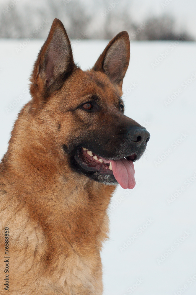 Portrait of a German Shepherd Dog in Winter