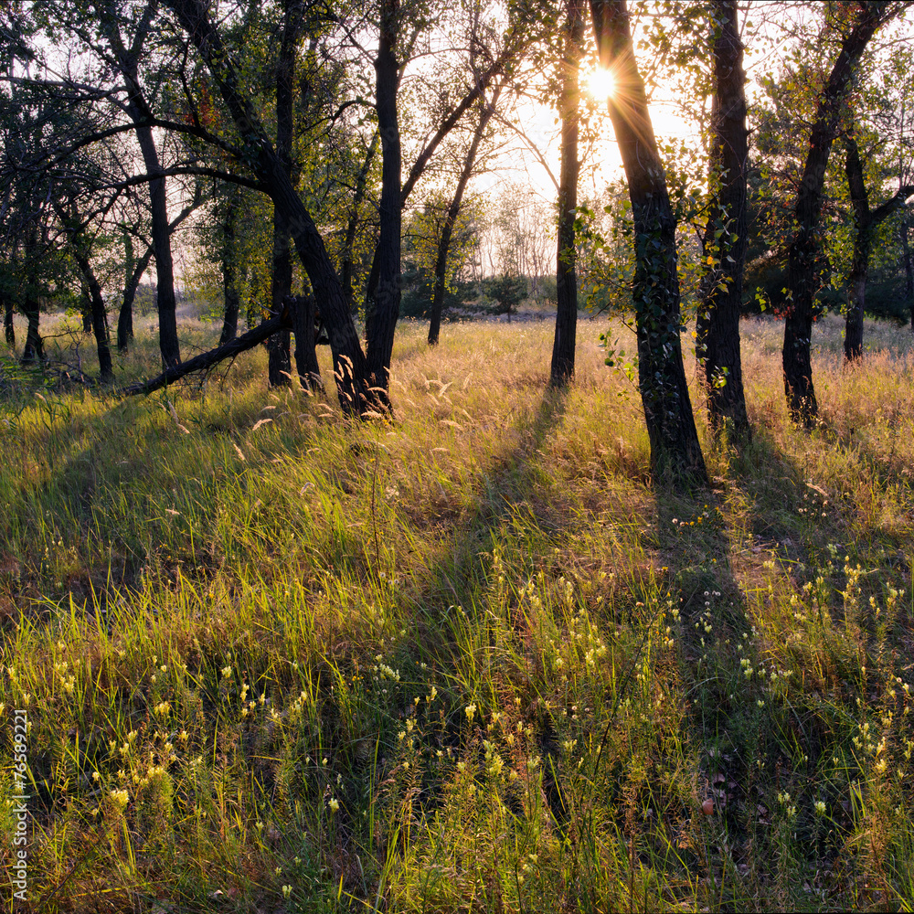 Fototapeta premium Summer Forest