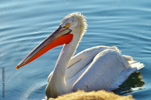 Pelican on Water, Pelican,Seabird © oralz