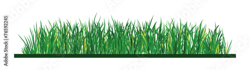 Green grass on white background, illustration