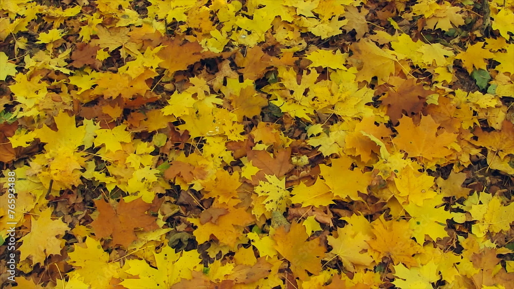 Autumn Colorful Fallen Leaves. Sliding Camera.