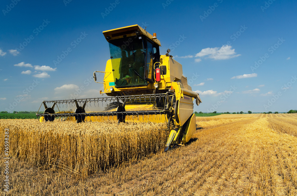 Naklejka premium Harvester combine harvesting wheat on sunny summer day