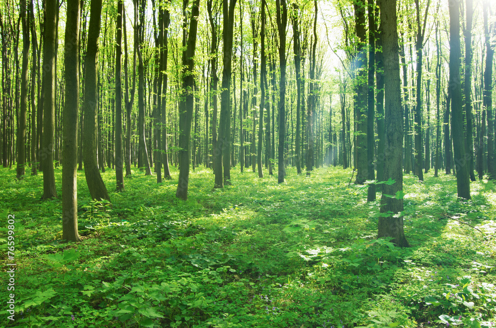 Naklejka premium forest green