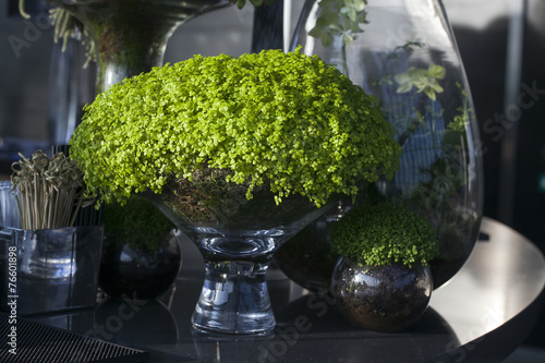 Soleirolia soleirolii in the pot as a decoration of dining table photo