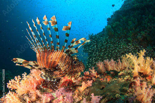 Lionfish on coral reef