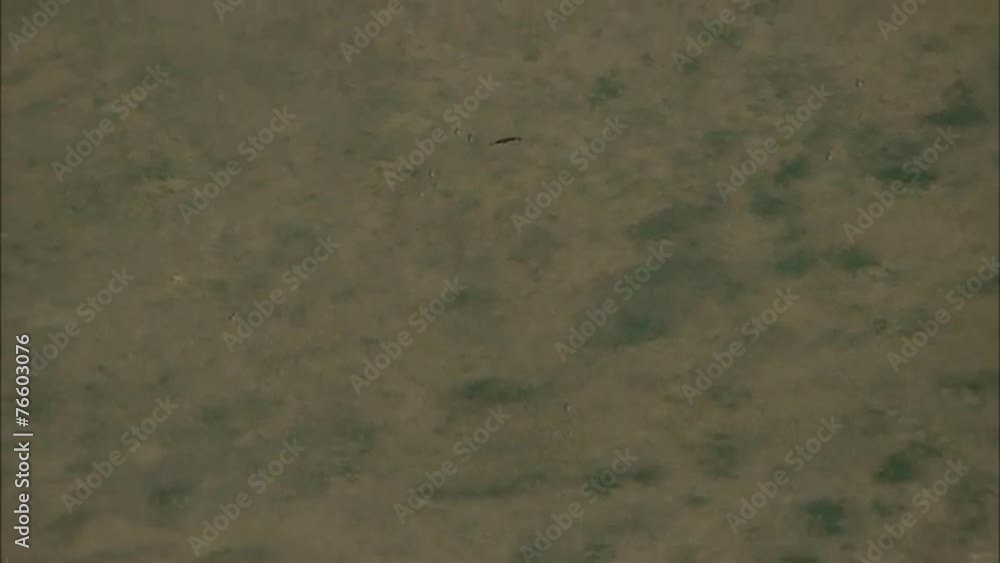 Grasslands Prairie Deer Bird Grasslands Prairie Deer Bird