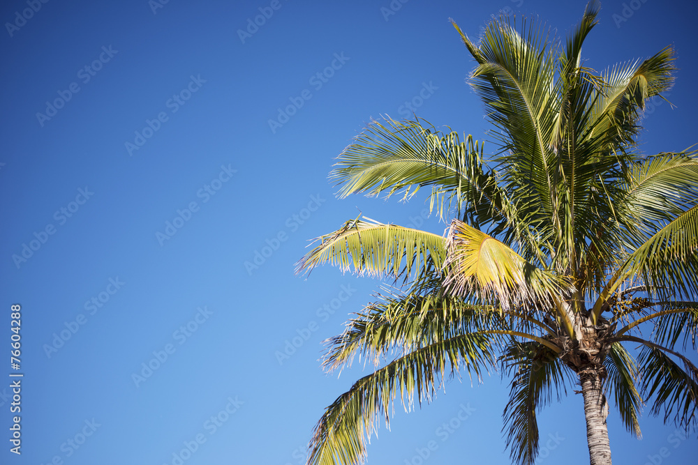 Palm tree on the beach during bright day Palm tree on the beach during bright day