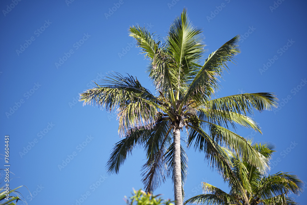 Palm tree on the beach during bright day